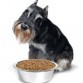 7- Si ves un cachorro asi, dale 20 kilogramos de comida, eso seria como 1 año de comida